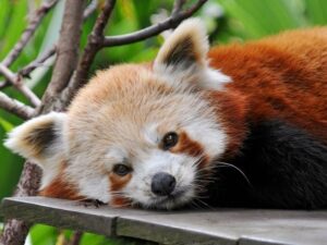 Красная панда отдыхает фото